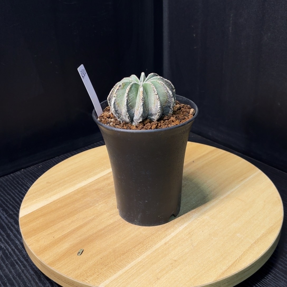 木 花笼老球带盆土