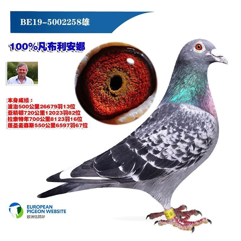 信鸽足环成绩鸽子鸽原环血统种鸽天落鸽名家赛鸽千公里远程鸽子鸽