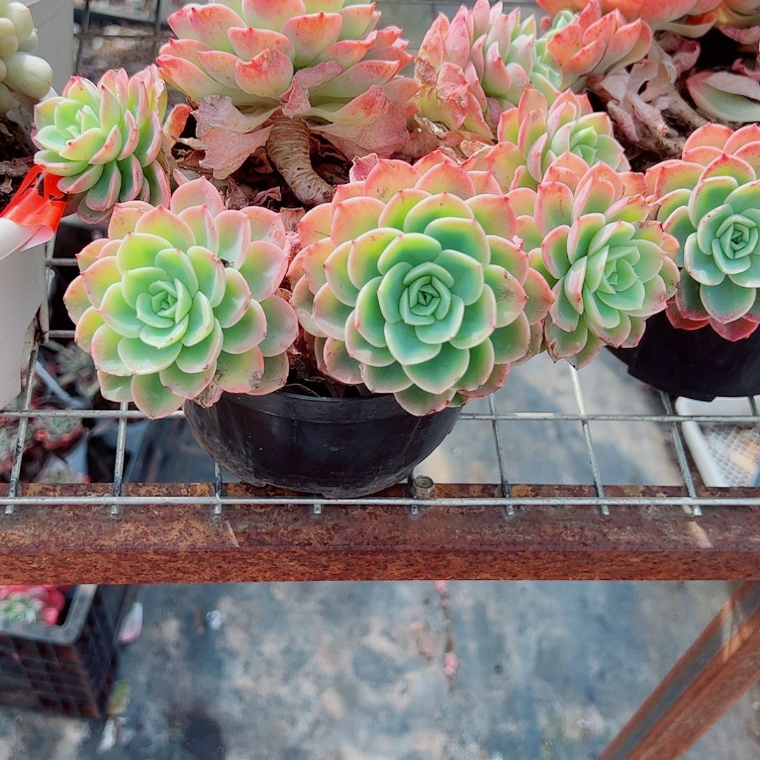 哈密瓜多头群生精品特价