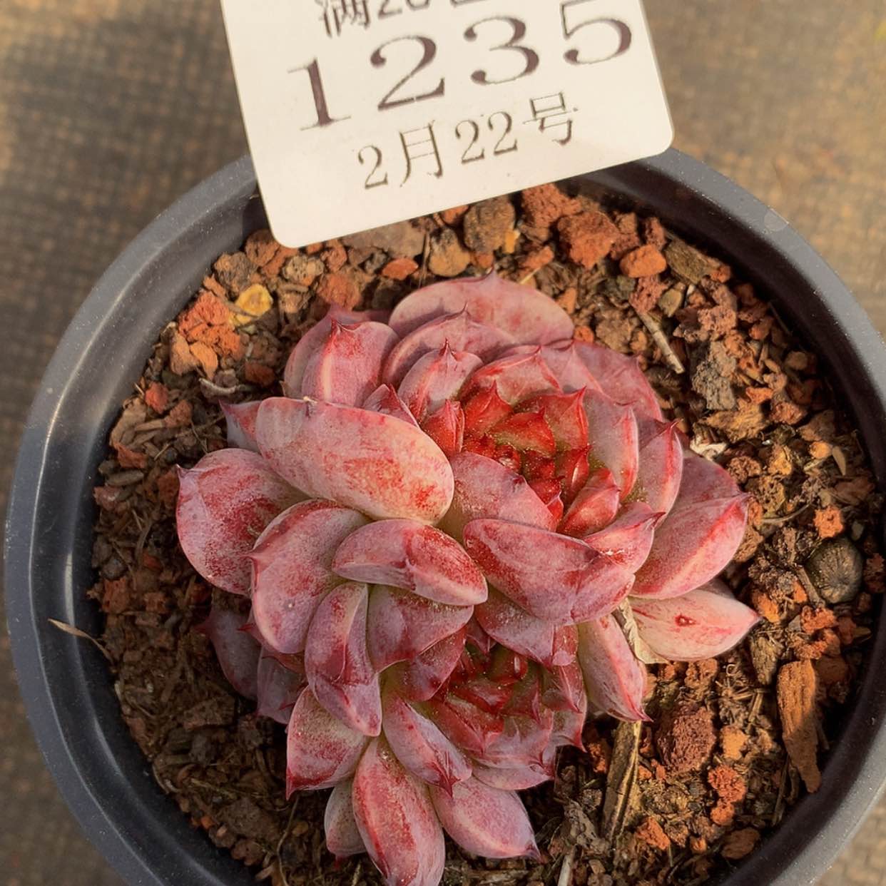 【闪购商品】云1235