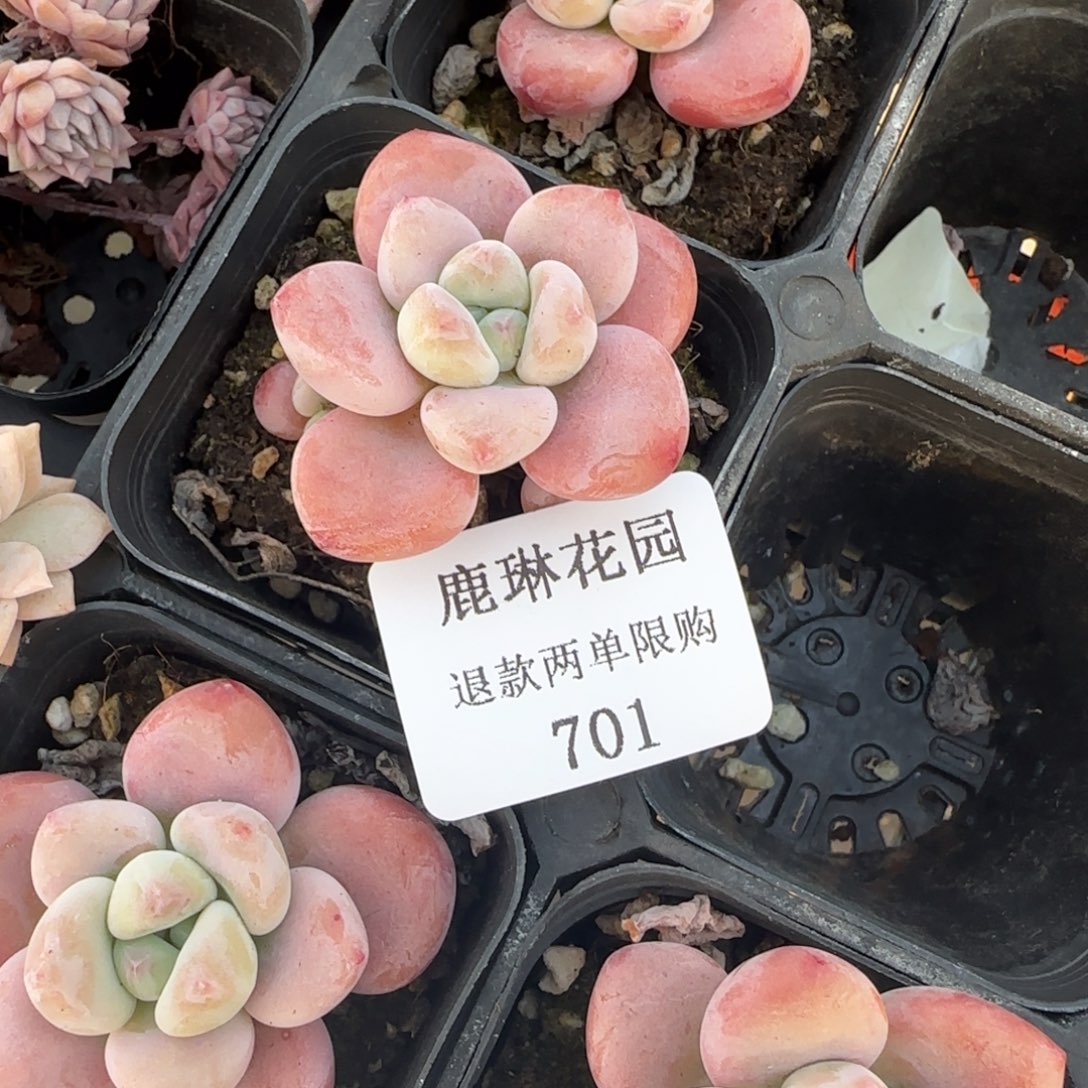 闪购精品多肉701号