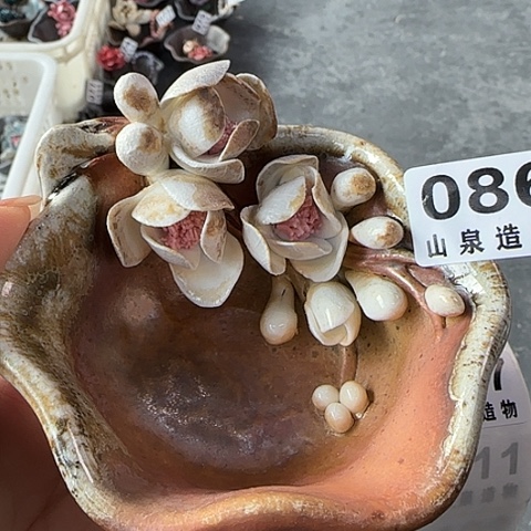 瓷片柴烧柴烧柴烧086