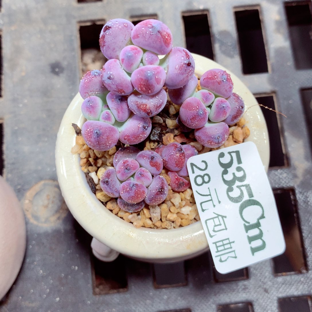 5厘米盆精控多肉535