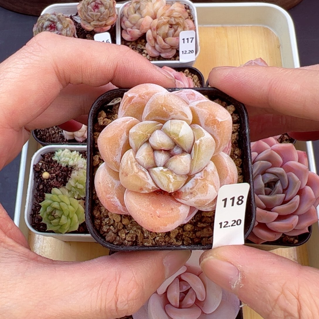 好好看118、哈哈哈哈