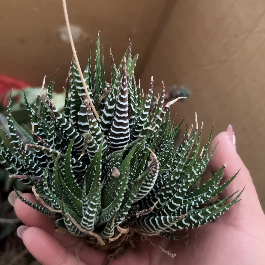 多肉植物多肉植物