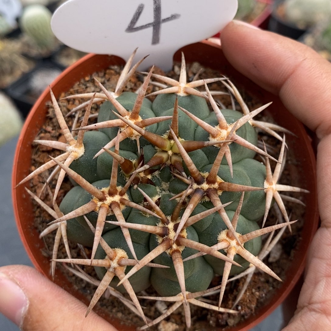 植播园艺4豪刺天平丸