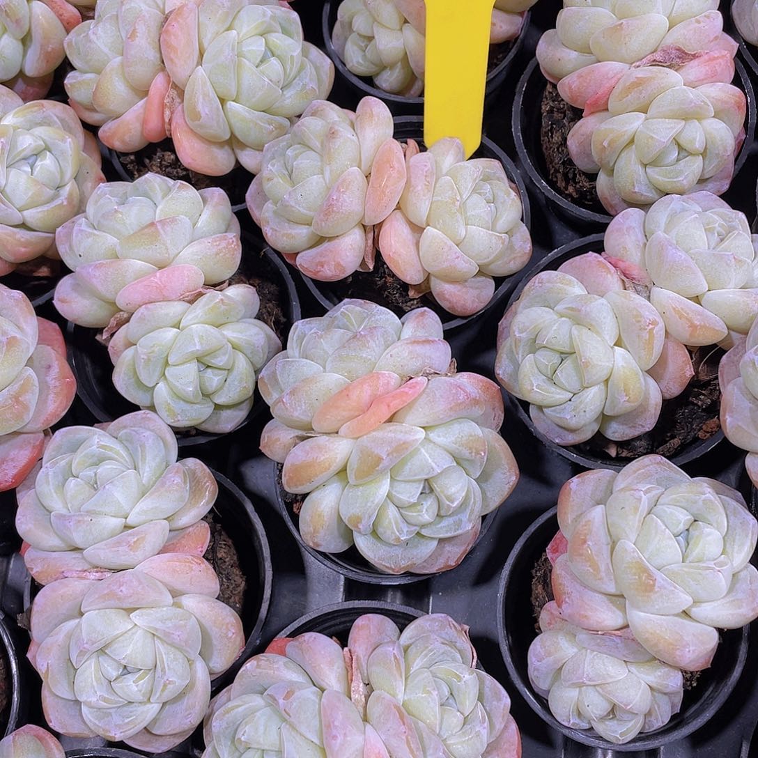 390号 丸叶奶油冰玉双头2个