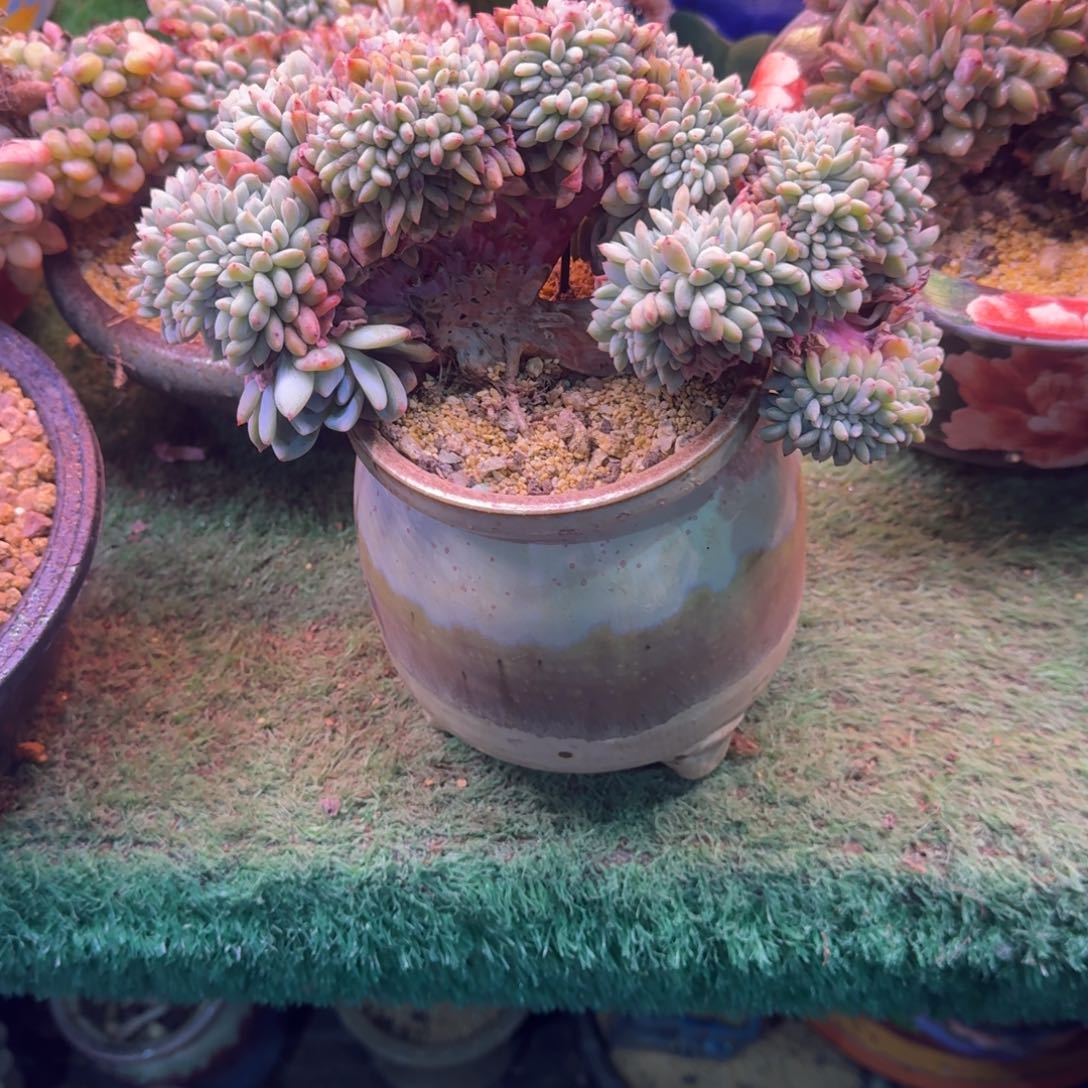 星树树缀无砍多肉