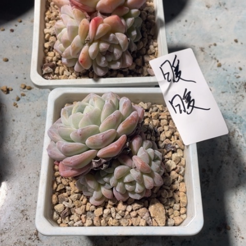 暖暖专拍冰玉老桩群生