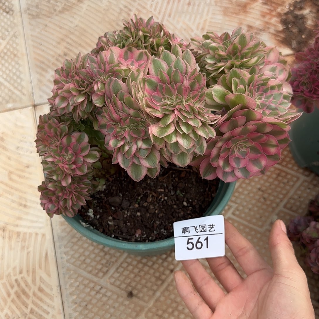 561多肉 荔枝缀法师