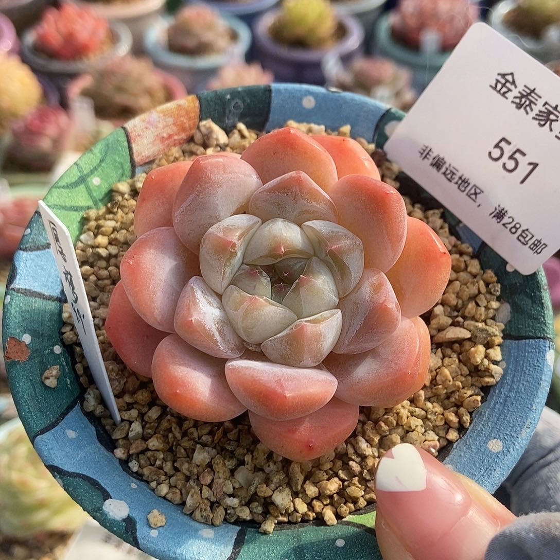 金泰家多肉，551厚梦不含盆