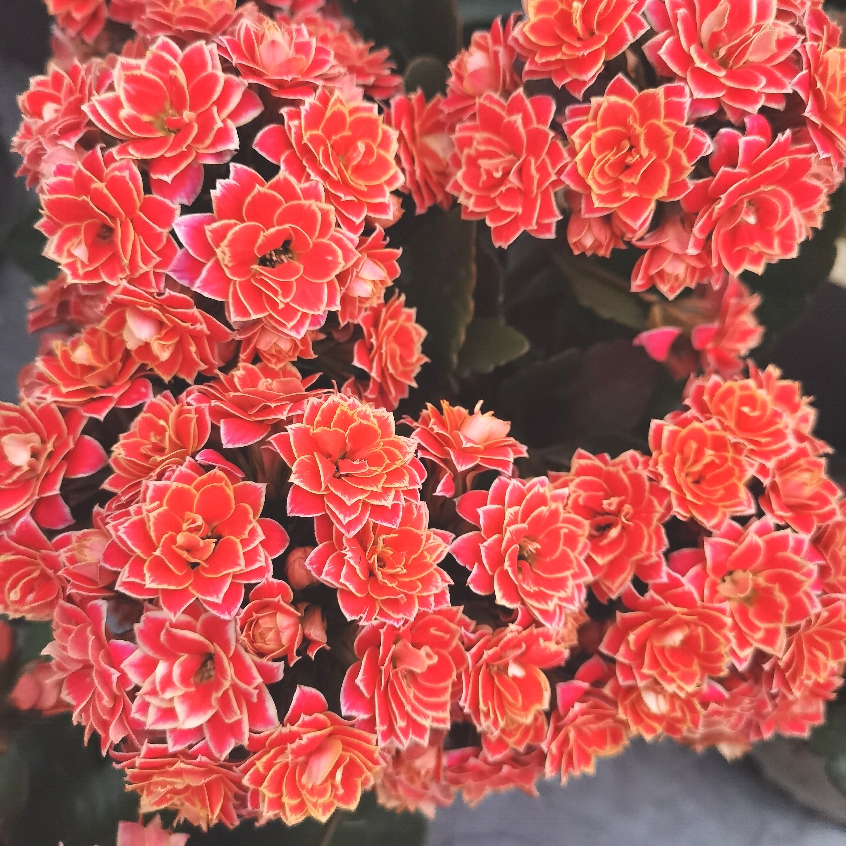 金丝带 重瓣带花苞110口径盆