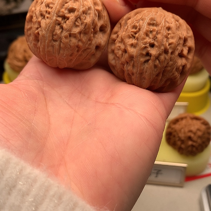 文玩核桃吊坠39尺全品铁锤551号