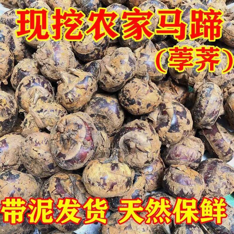 【广西荔浦】大山泉马蹄大果当季新鲜水果蔬菜脆甜多汁荸荠饽荠现挖