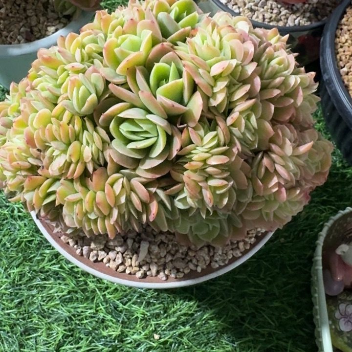 阿***二多肉植物星娜塔缀化