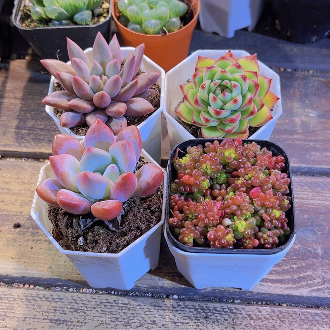 蜻蜓。奥普。月亮石。浆果