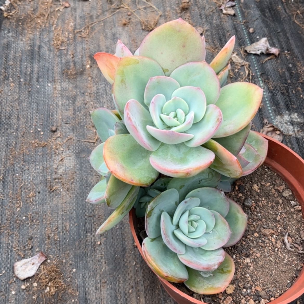 【闪购商品】无花朵慧*梁