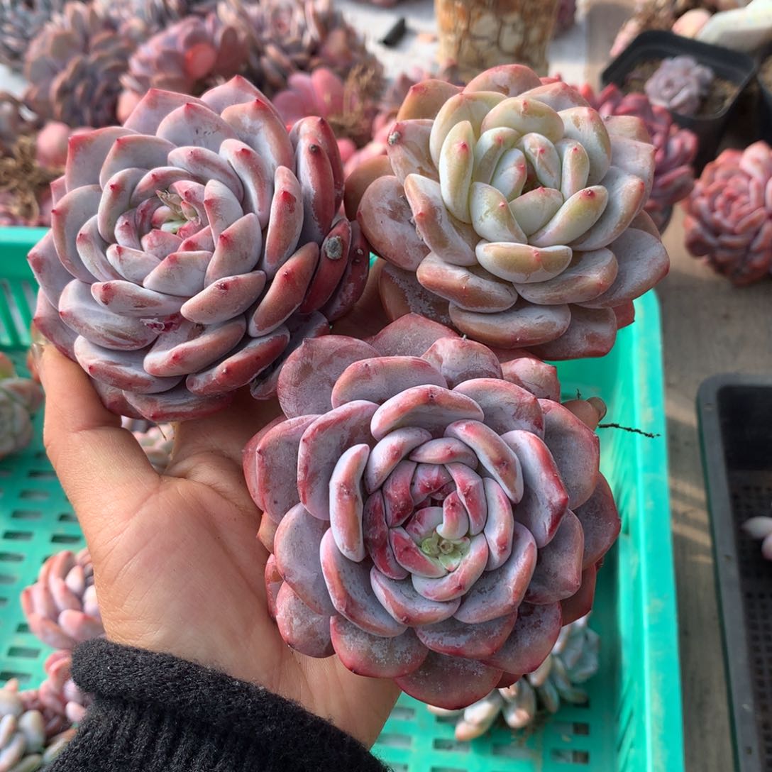 哈哈哈哈哈哈哈哈哈