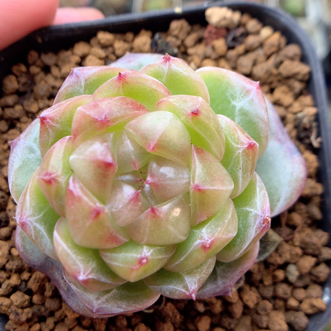 E36优选珍妮y y y y y y y y y