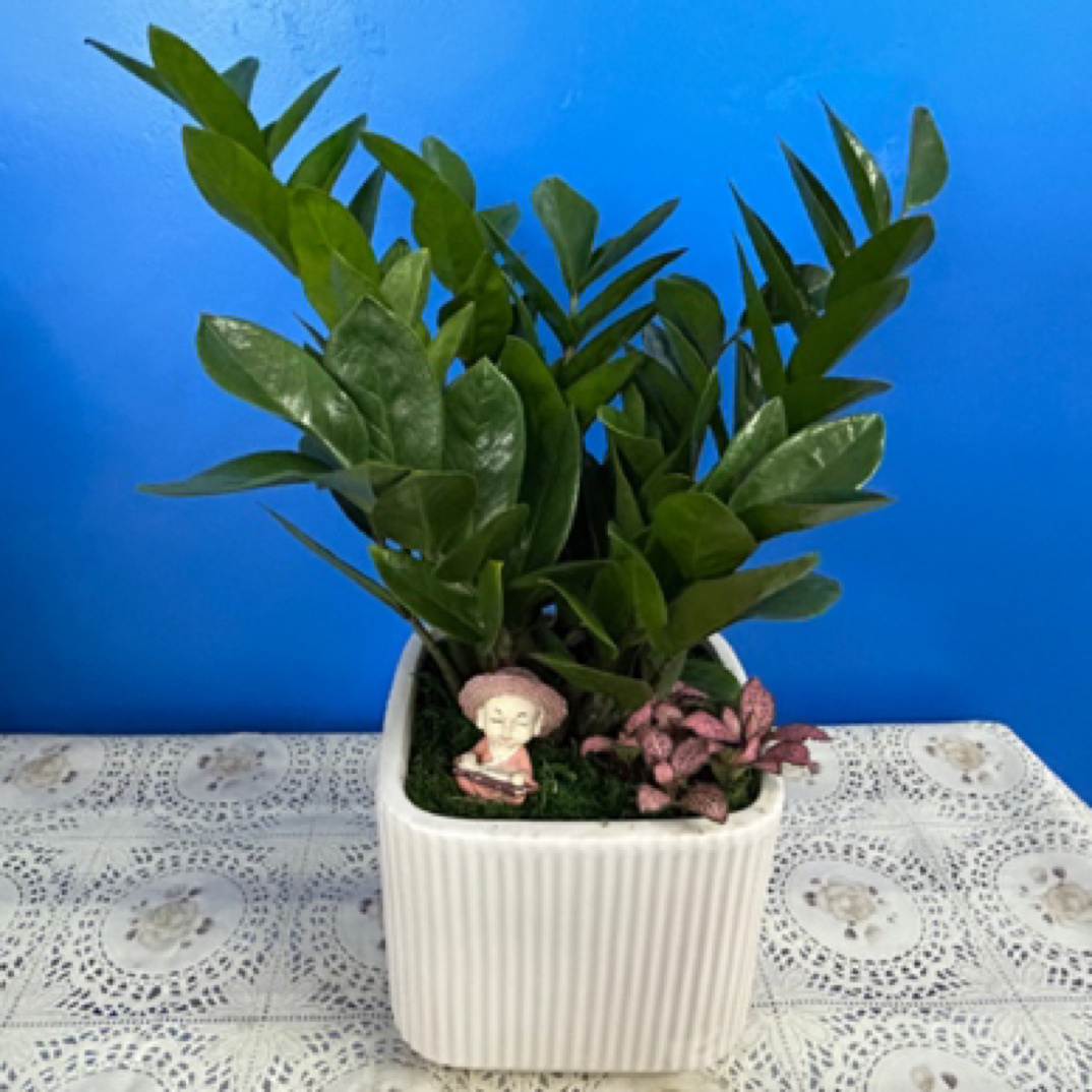 【金钱树】招财纳福 送礼花卉盆景