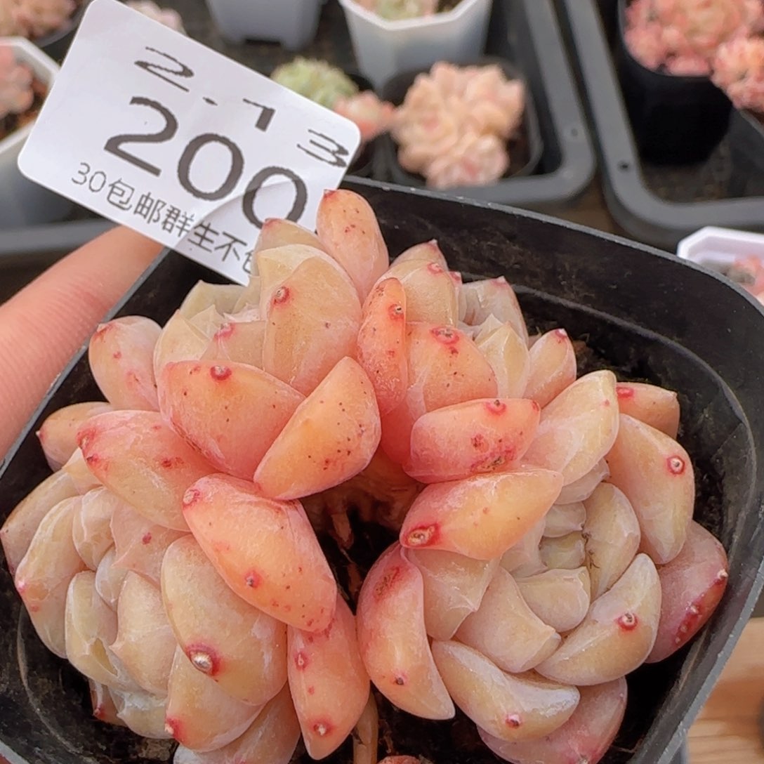 老板冰魄五头朵朵老桩