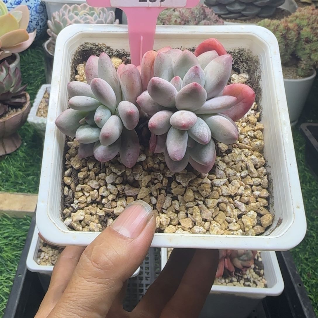 锦安精品多肉植物289