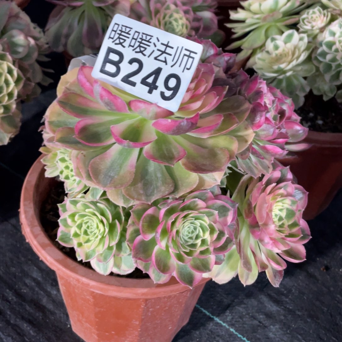 紫砂茶杯249分钻哈哈哈哈