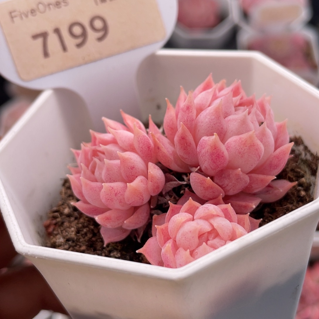 朱砂痣7199-5.0厘米