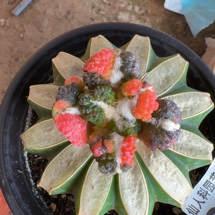 2097日系大尤黑花锦