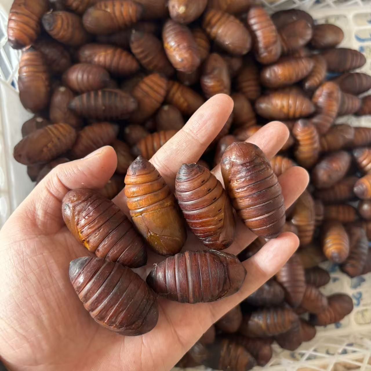 东北特产新鲜柞树茧蛹产地直发补充高蛋白绿色低脂鲜活蝉蛹