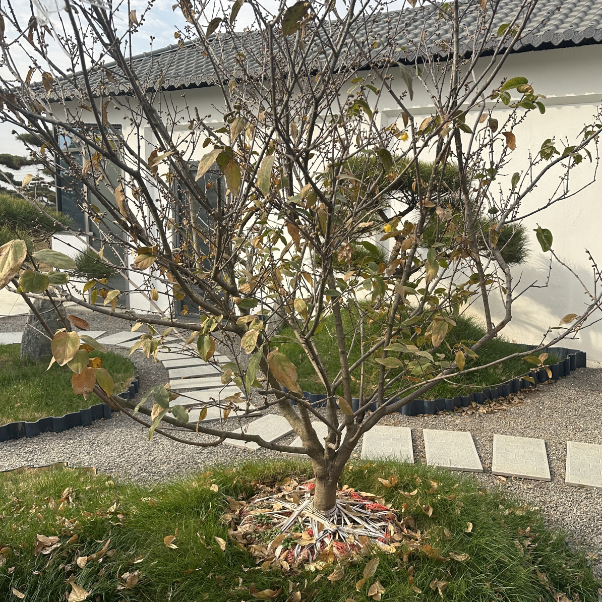 庭院嫁接腊梅带花苞土球发货室内外绿植盆栽耐寒易成活植物