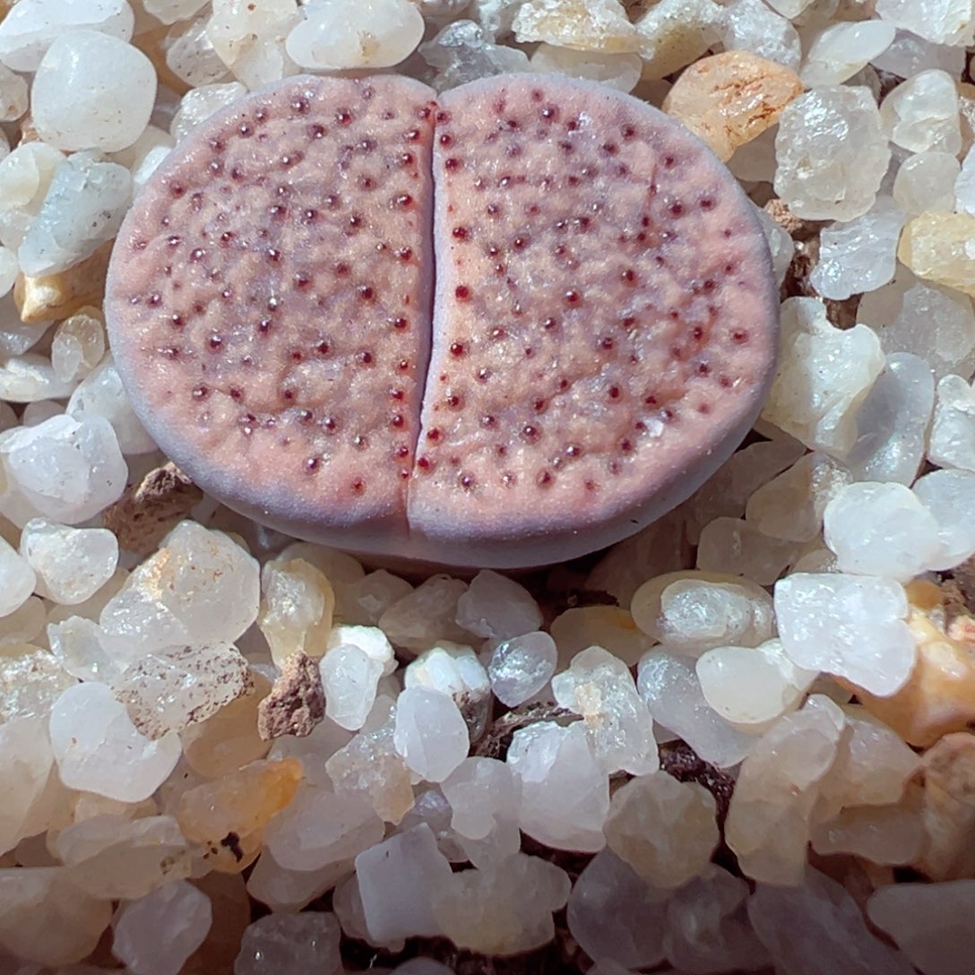 1229-321多肉多日血点朝贡