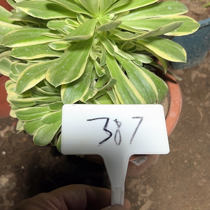 多肉植物艳宁法师