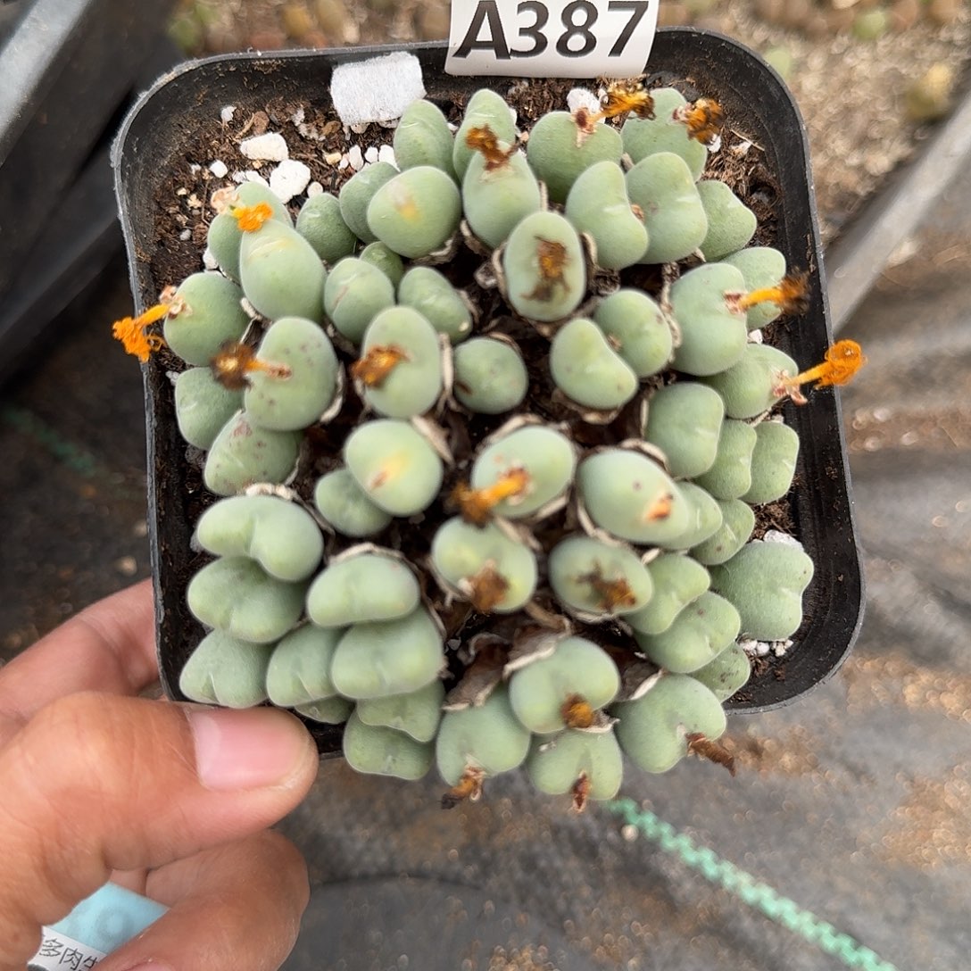 387多肉植物多肉植物