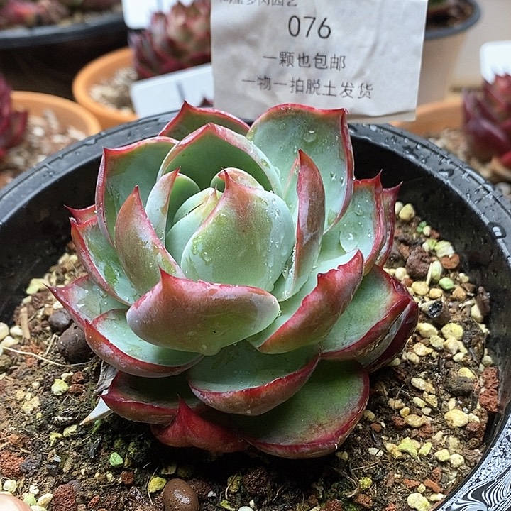 惊鸿仙子一物一拍076