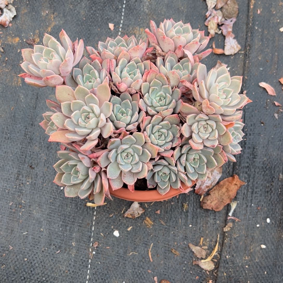 多肉红粉佳人【非偏远满18包邮】