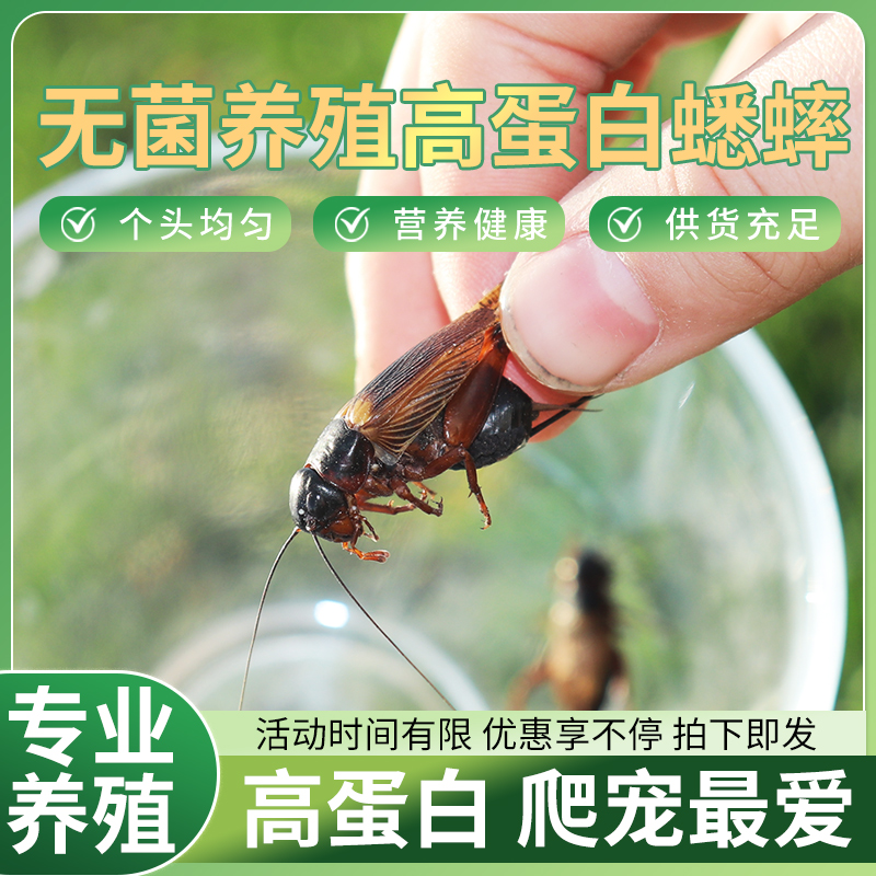 新手入门蟋蟀试养套餐一步到位