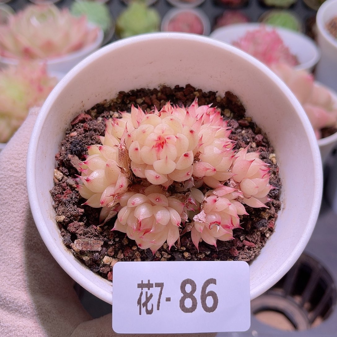 花利美7-86海王群