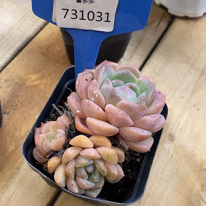 福利731031多多去拍