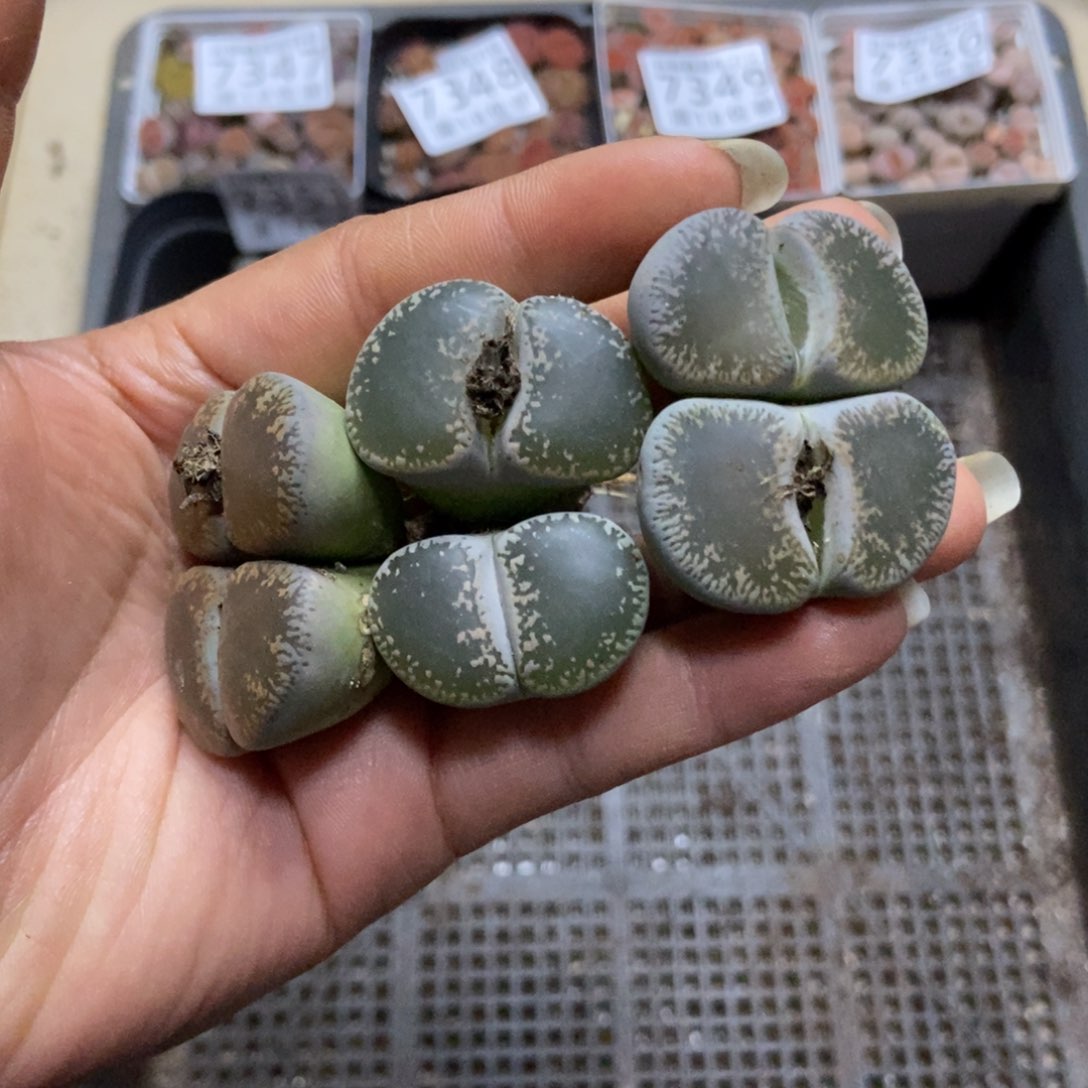 7352特价紫熏3颗有疤