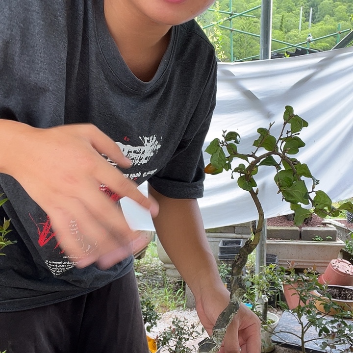 毅***茶无花朵金弹子盆景系列产品