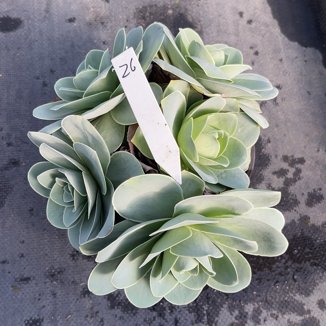 山地玫瑰一物一拍拖土发26号，不包段侧芽