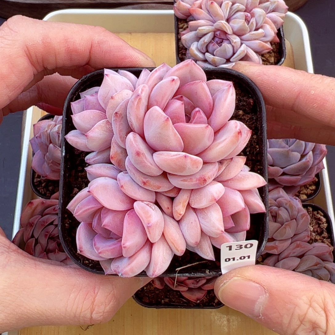 好好看130、哈哈哈哈