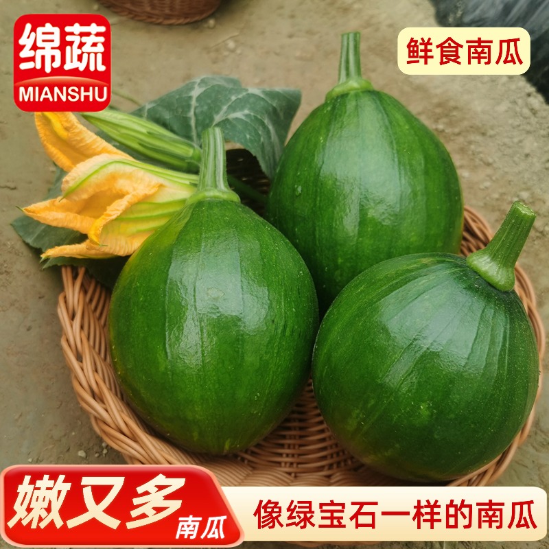 绵蔬【嫩又多】口感鲜嫩的小南瓜抗病高产种植简单春季蔬菜