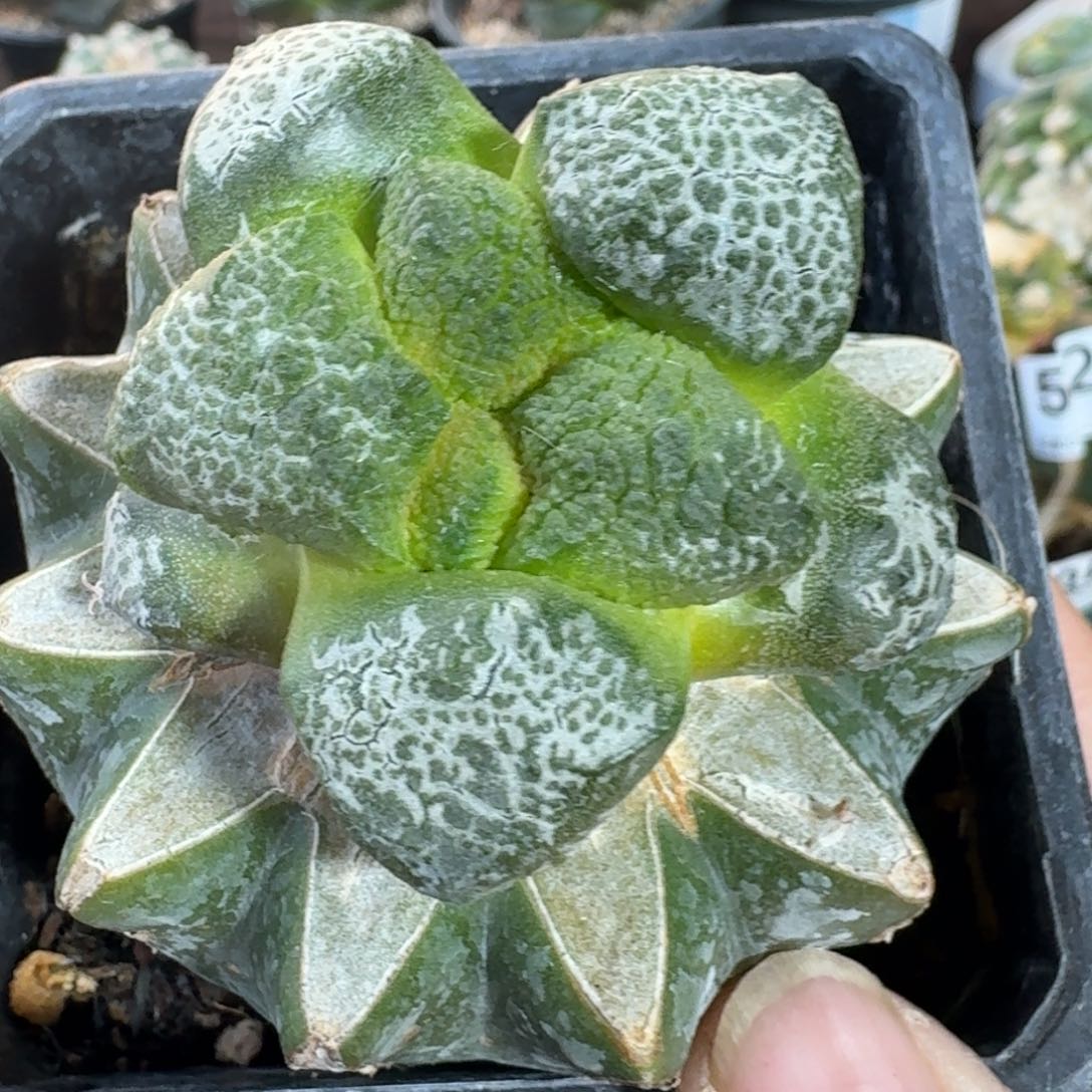 【闪购商品】苗接大尤象肌连山659