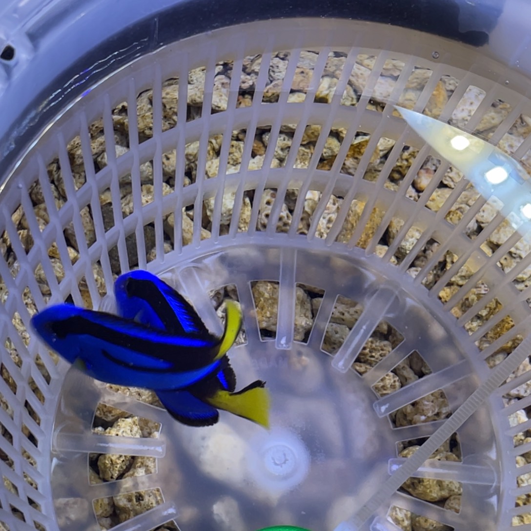 海水鱼蓝调一条顺丰包邮