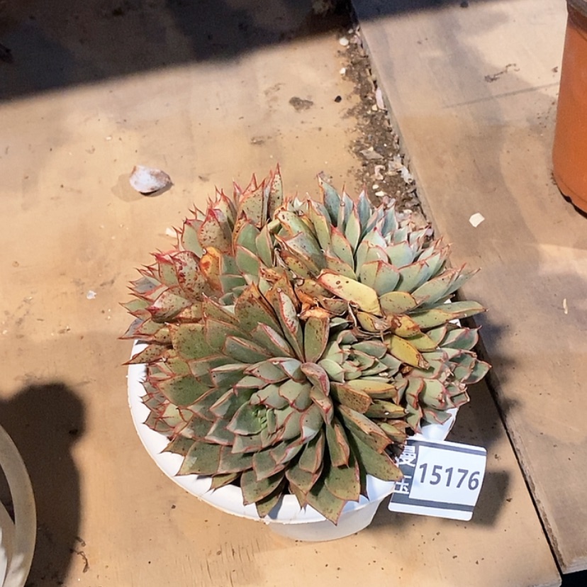 【闪购商品】麒麟座15176