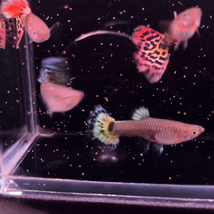 孔雀鱼半月尾马赛克2对