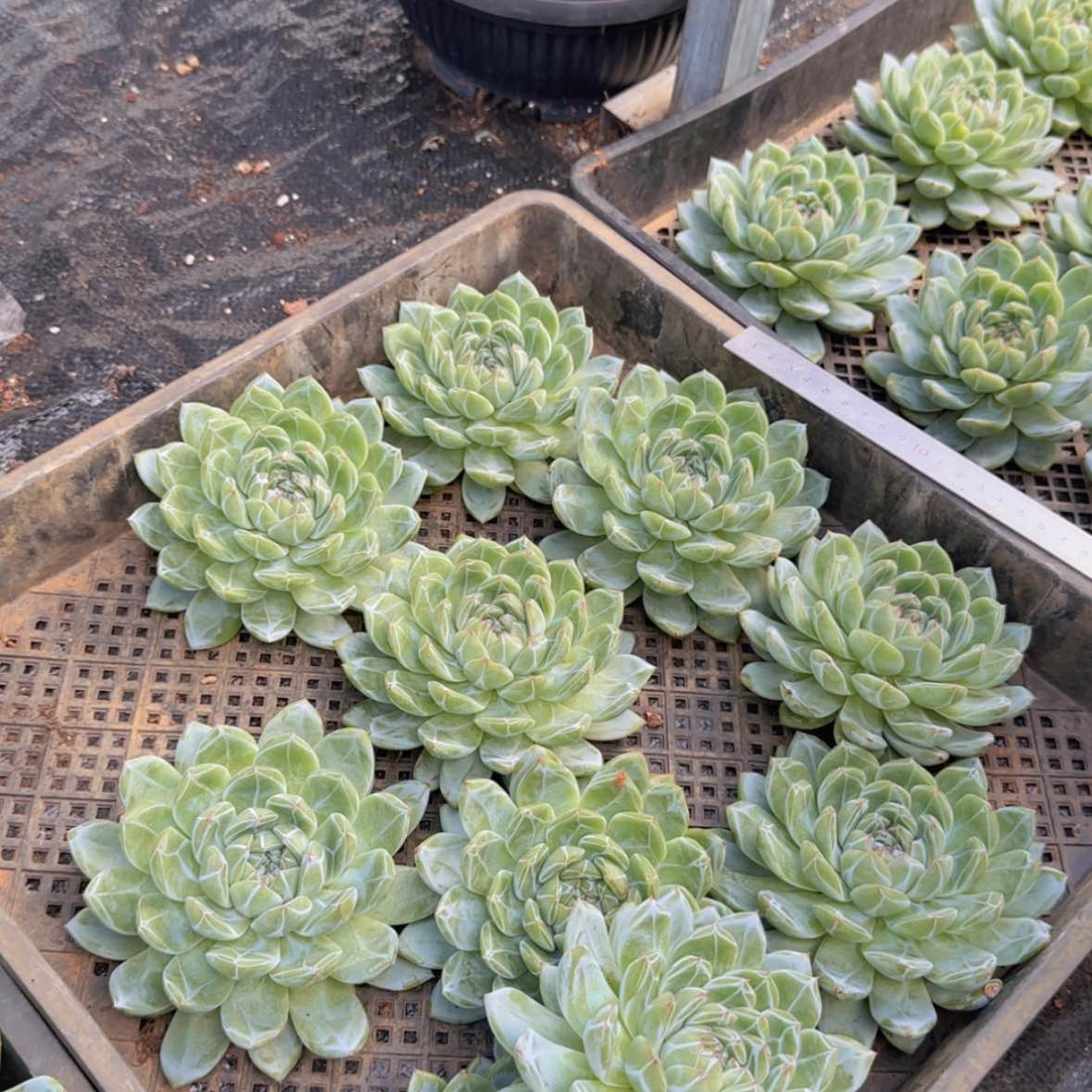 【闪购商品】雪花珍妮19.9