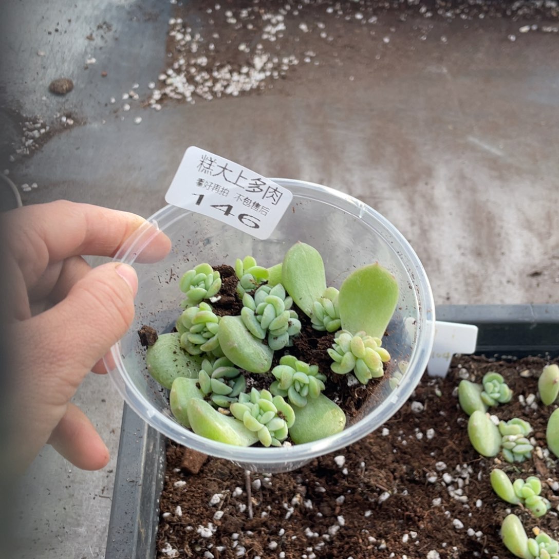 糕大上多肉植物146